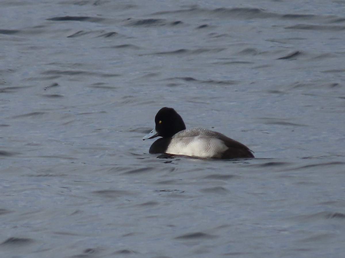 スズガモ - ML646723182