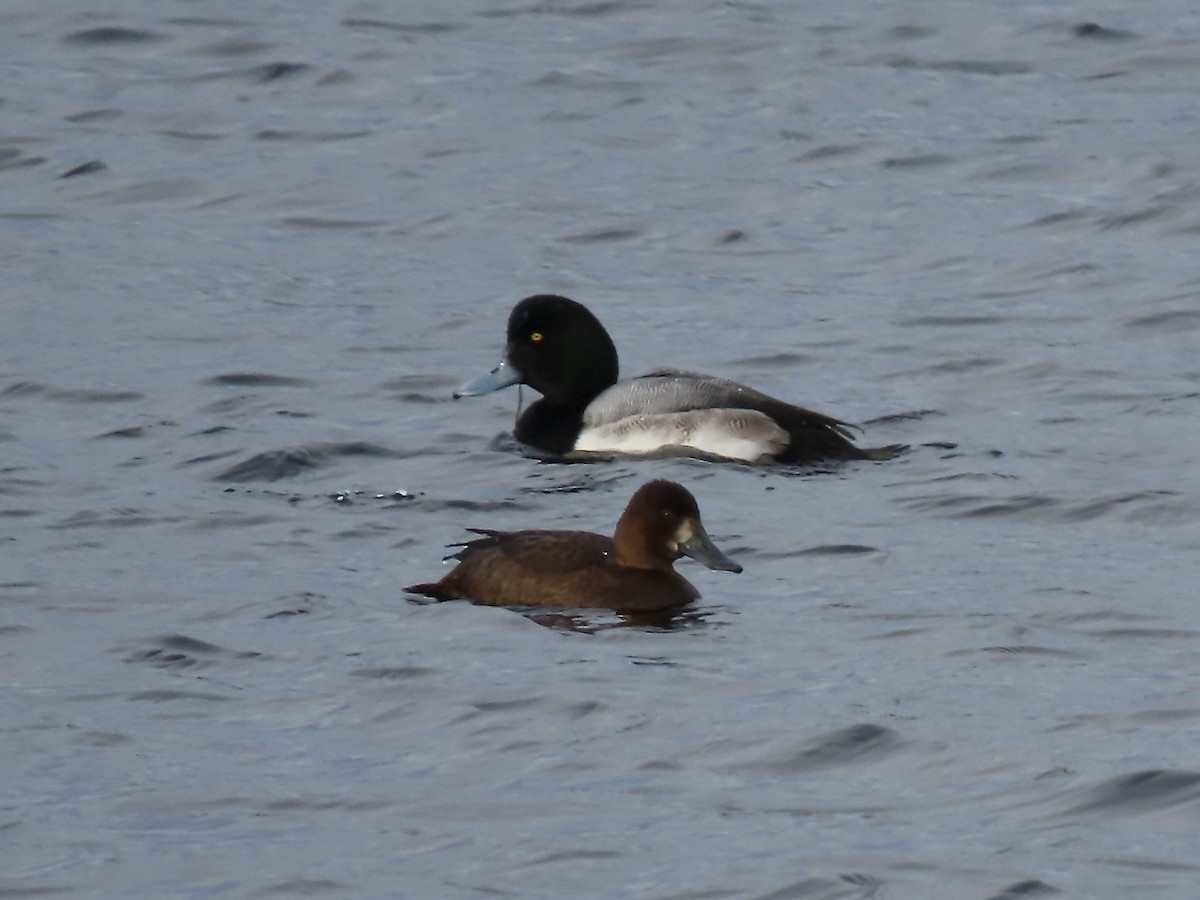 スズガモ - ML646723183