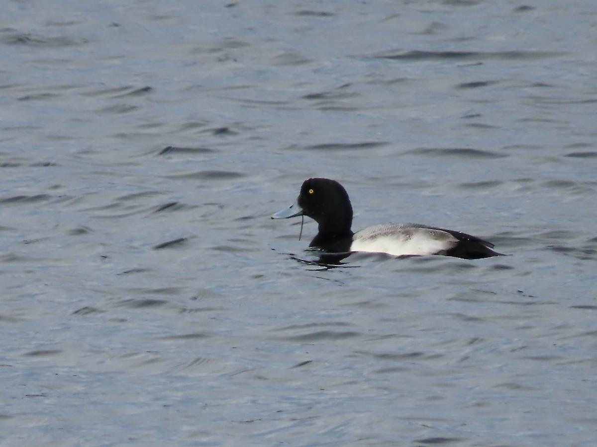 スズガモ - ML646723184