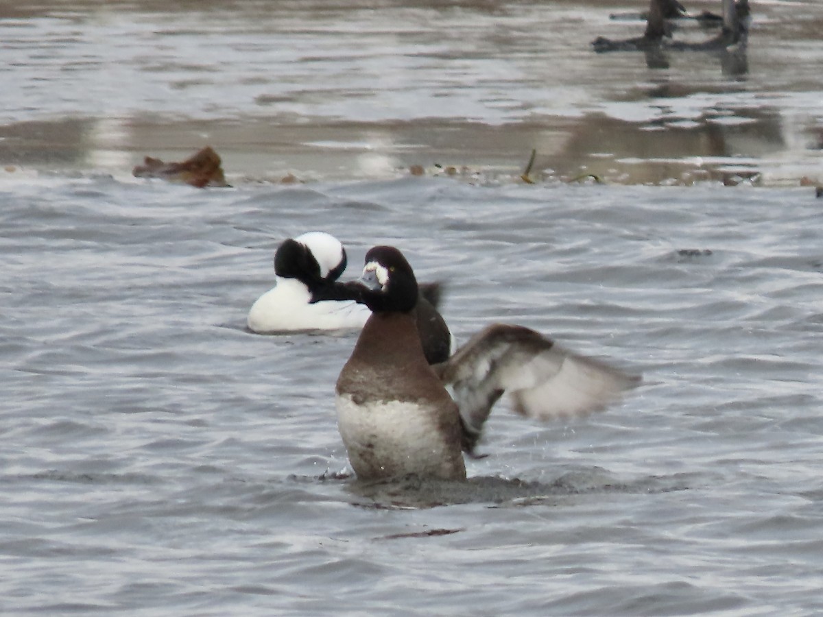 スズガモ - ML646723185