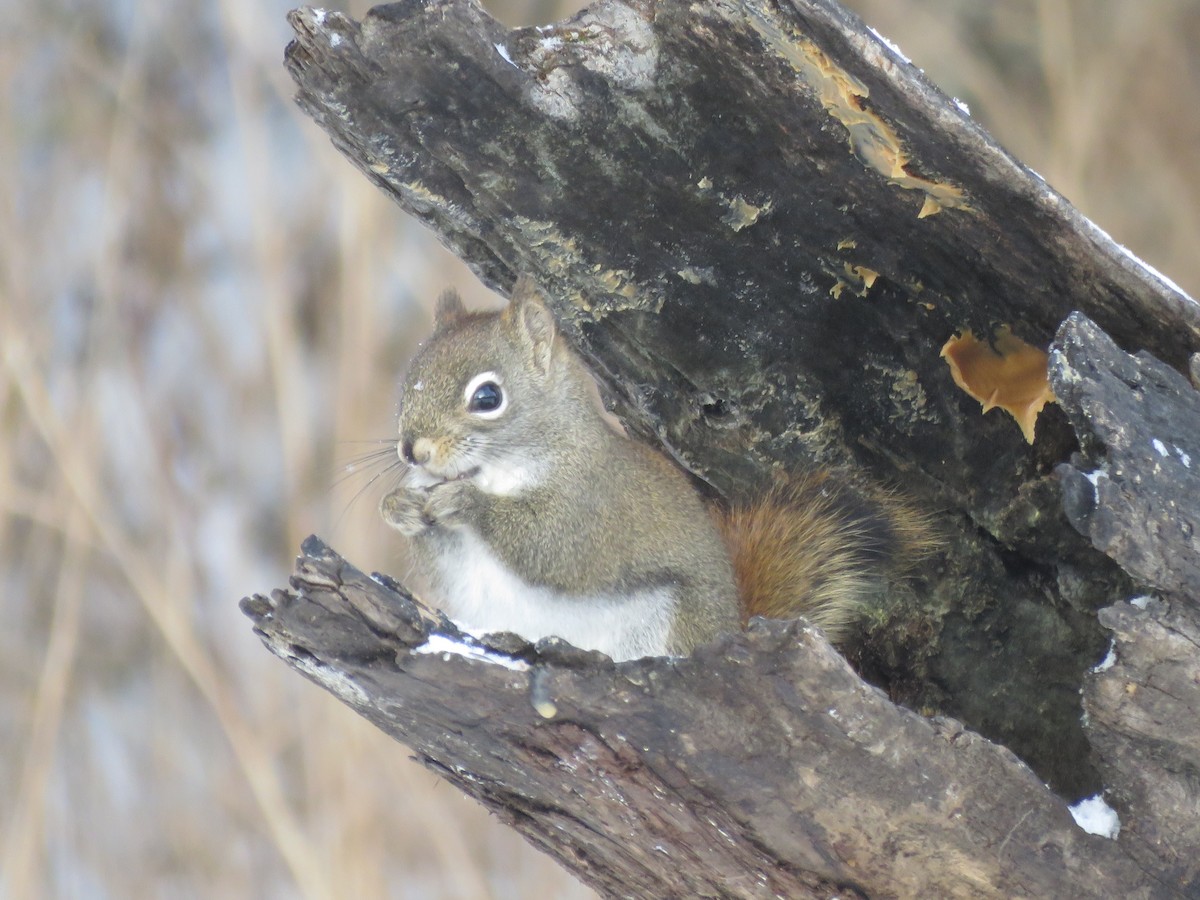 American Red Squirrel - ML646723186