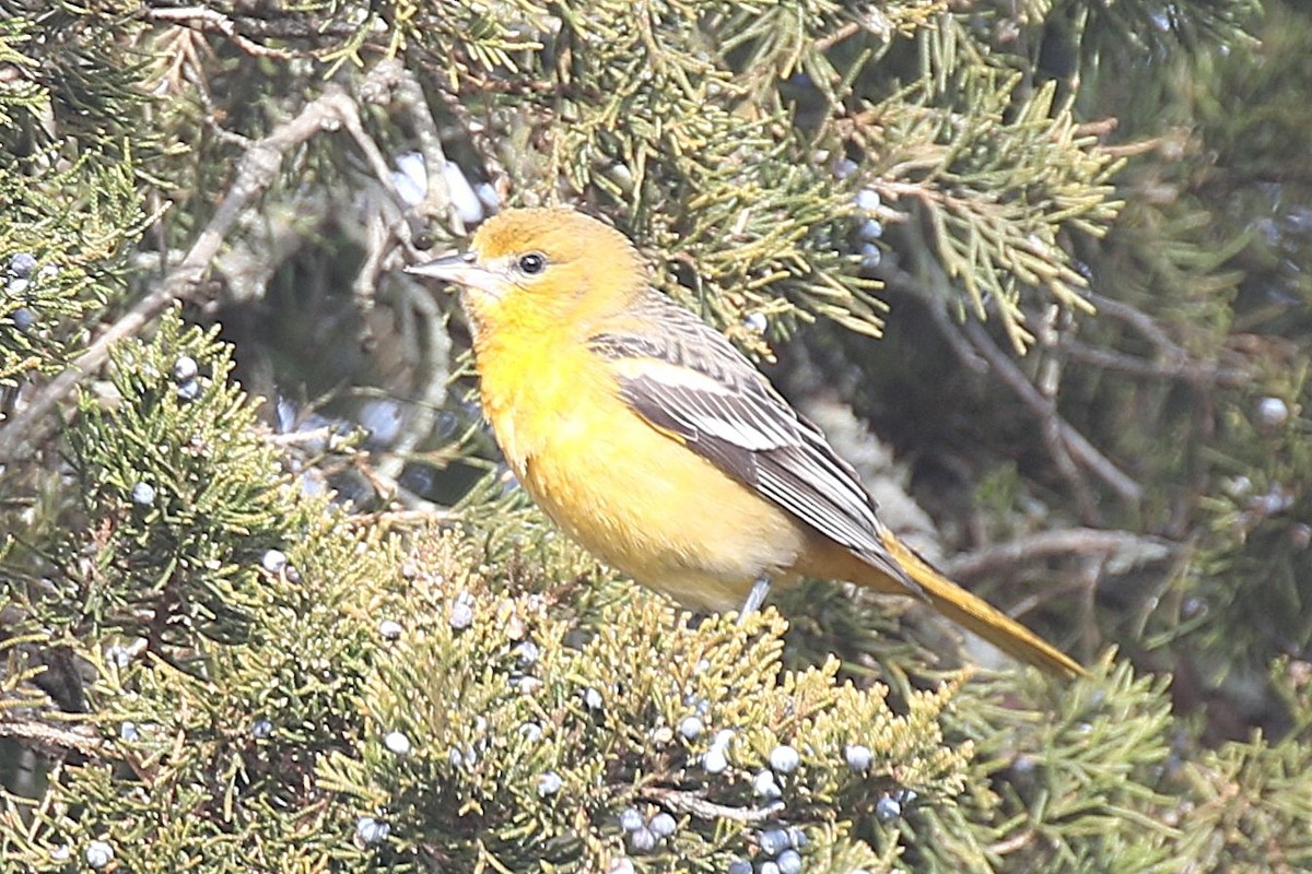 Baltimore Oriole - ML646723187