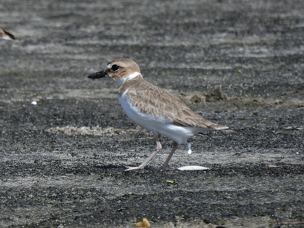 Wilson's Plover - ML646723189