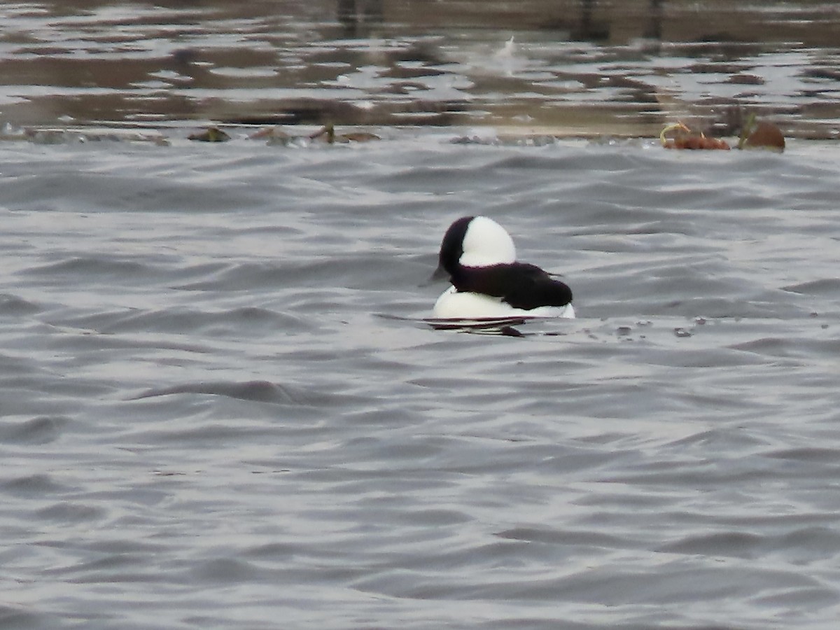 Bufflehead - ML646723195