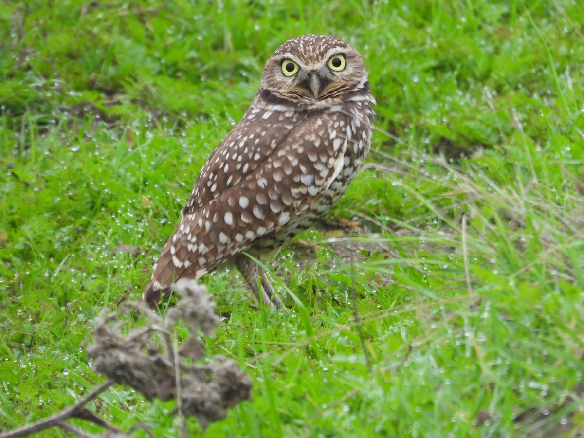 Kaninchenkauz - ML646723196