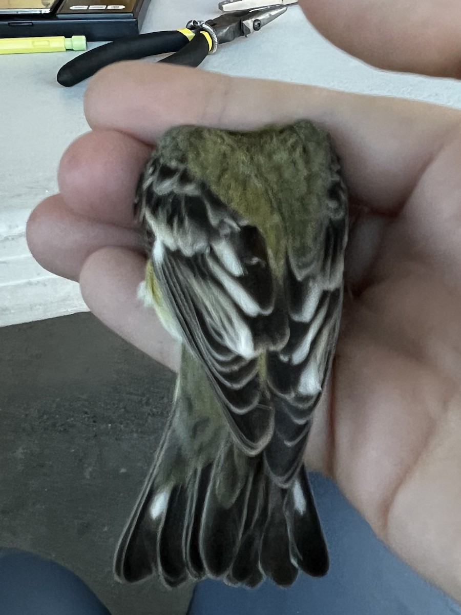 småstillits - ML646723199