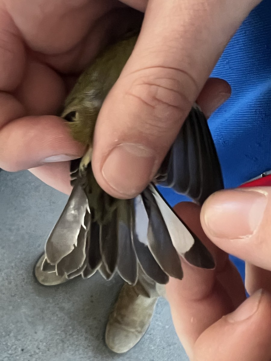 småstillits - ML646723200