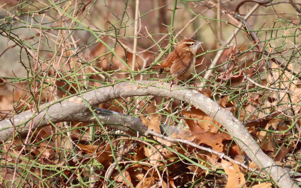 karolinasmett - ML646723201