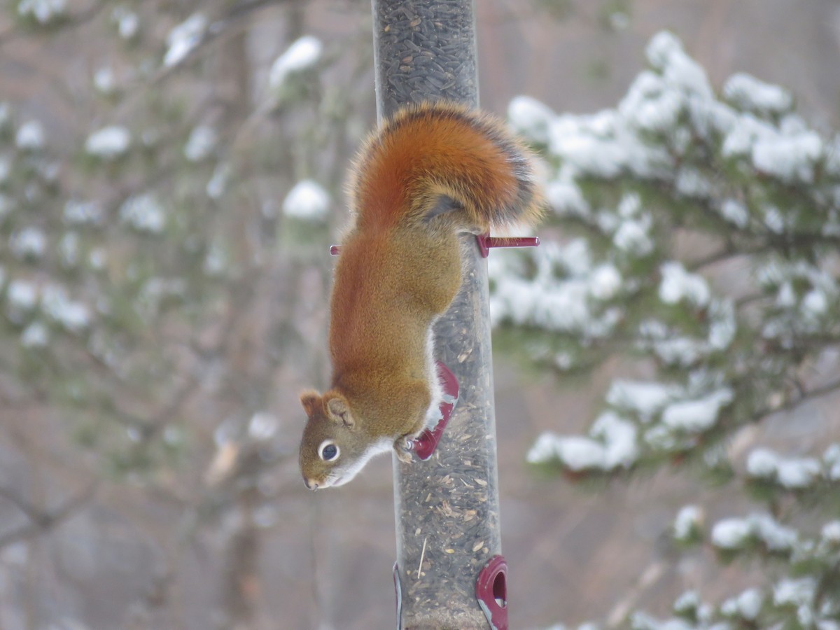 American Red Squirrel - ML646723202