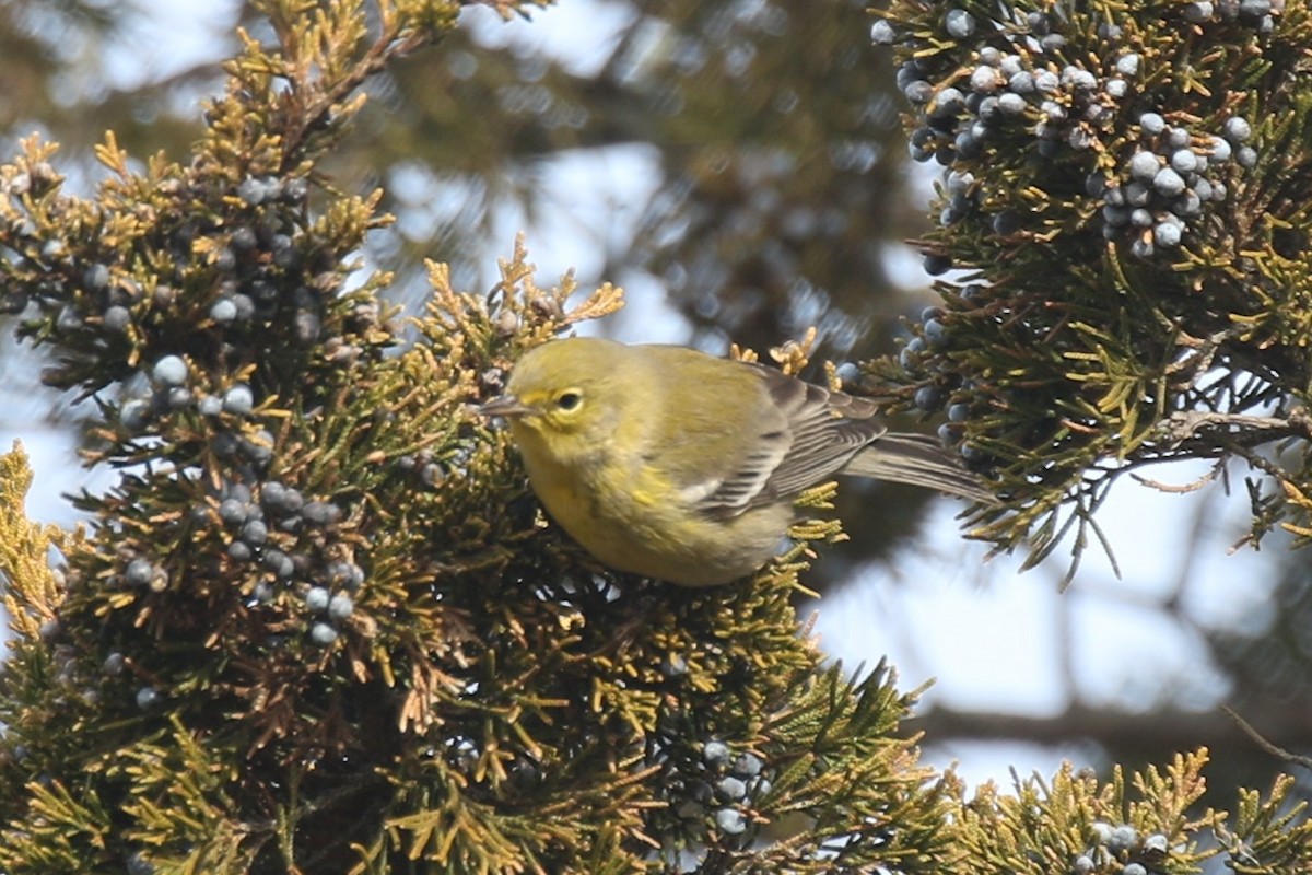 Pine Warbler - ML646723203