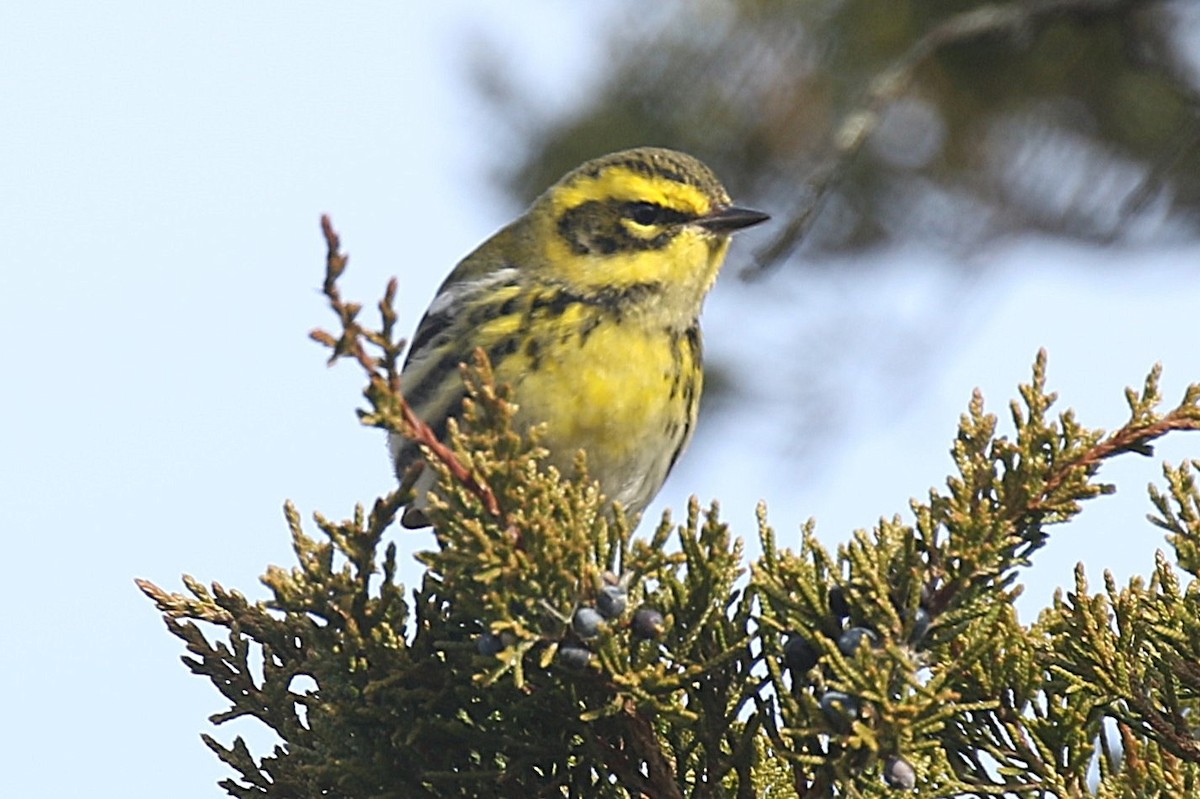 Townsend's Warbler - ML646723210