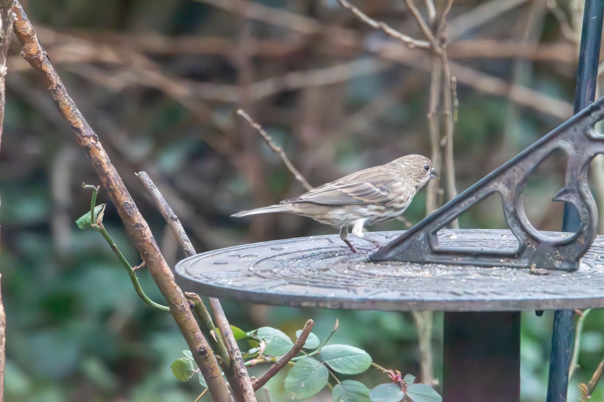 House Finch - ML646723211
