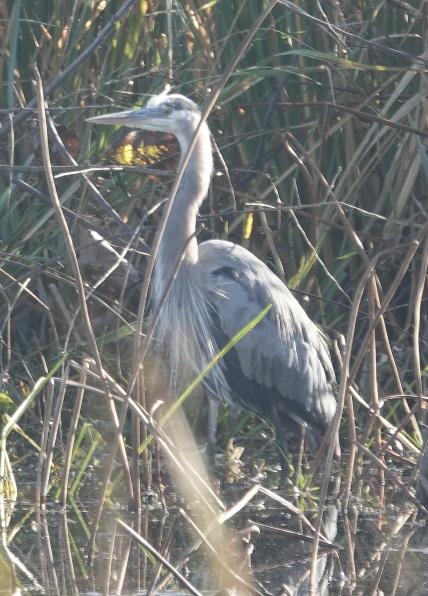 Garza Azulada - ML646723212