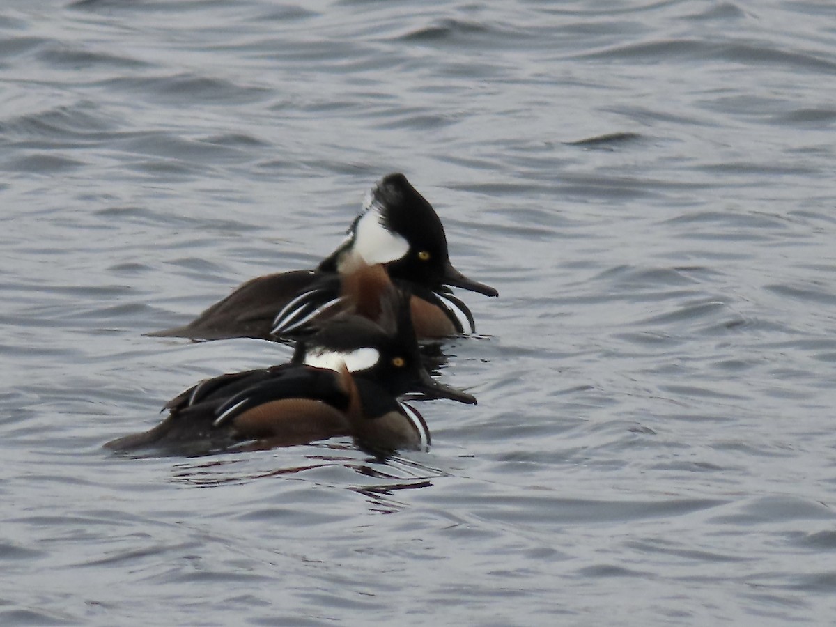 Zerra buruhandia - ML646723213