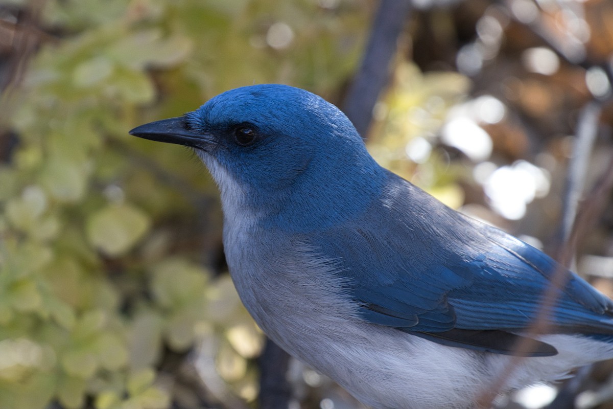 Mexican Jay - ML646723216