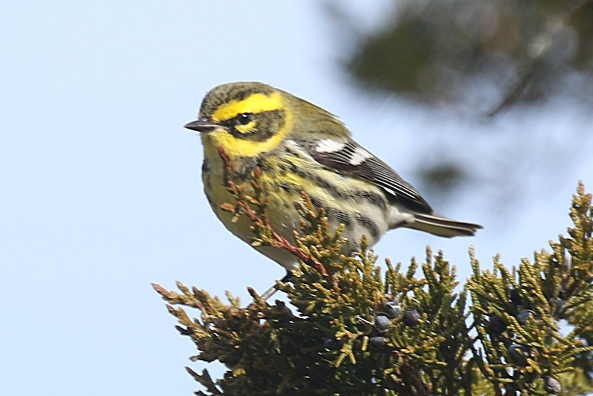 Townsend's Warbler - ML646723217
