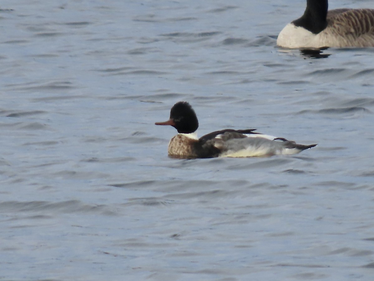 Red-breasted Merganser - ML646723218