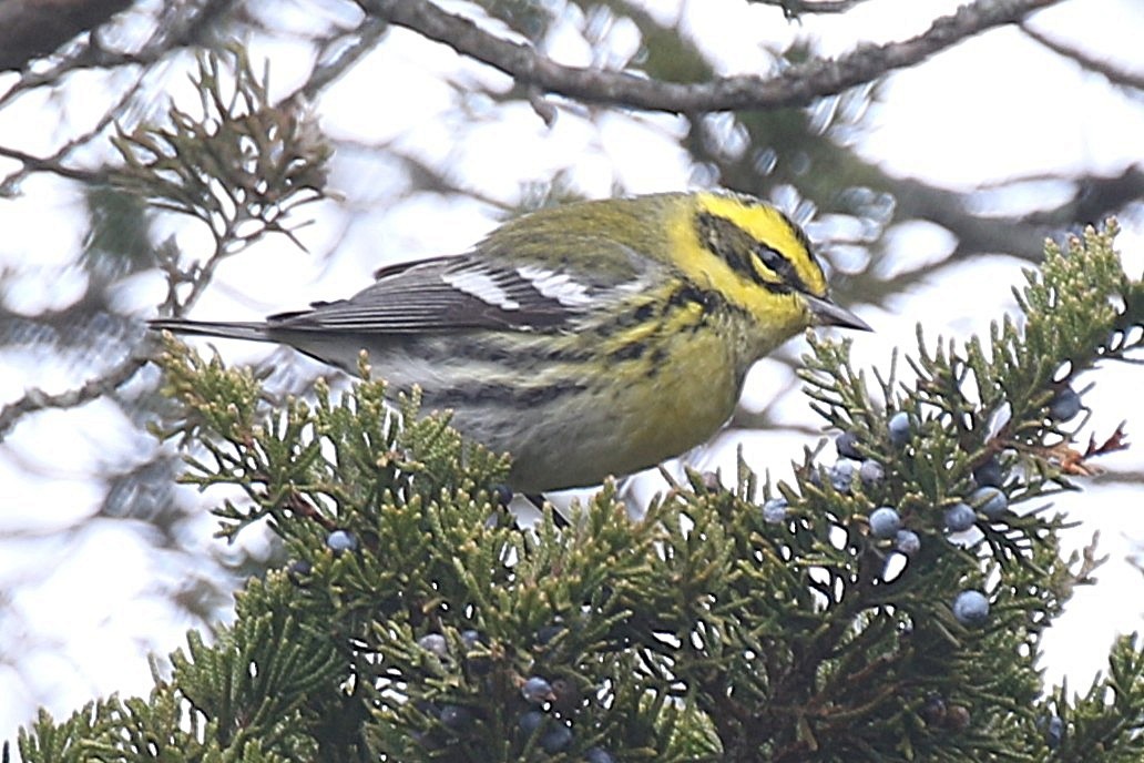 Townsend's Warbler - ML646723219