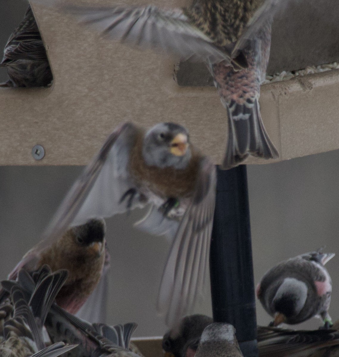 Gray-crowned Rosy-Finch - ML646723230