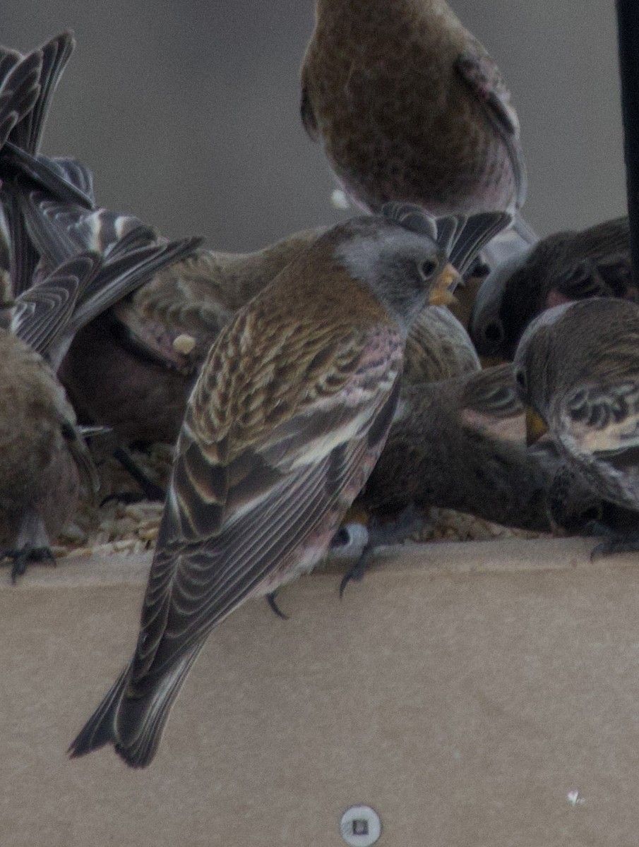 Gray-crowned Rosy-Finch - ML646723231