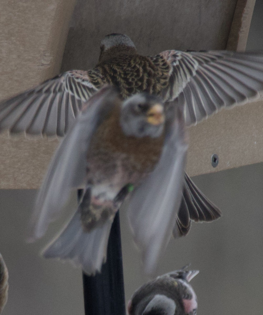 Gray-crowned Rosy-Finch - ML646723232