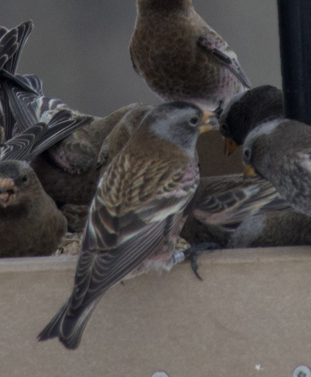 Gray-crowned Rosy-Finch - ML646723233