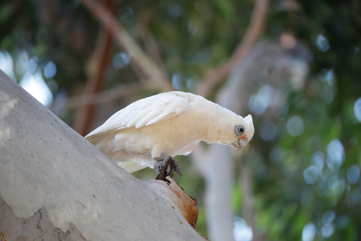 Little Corella - ML646723235