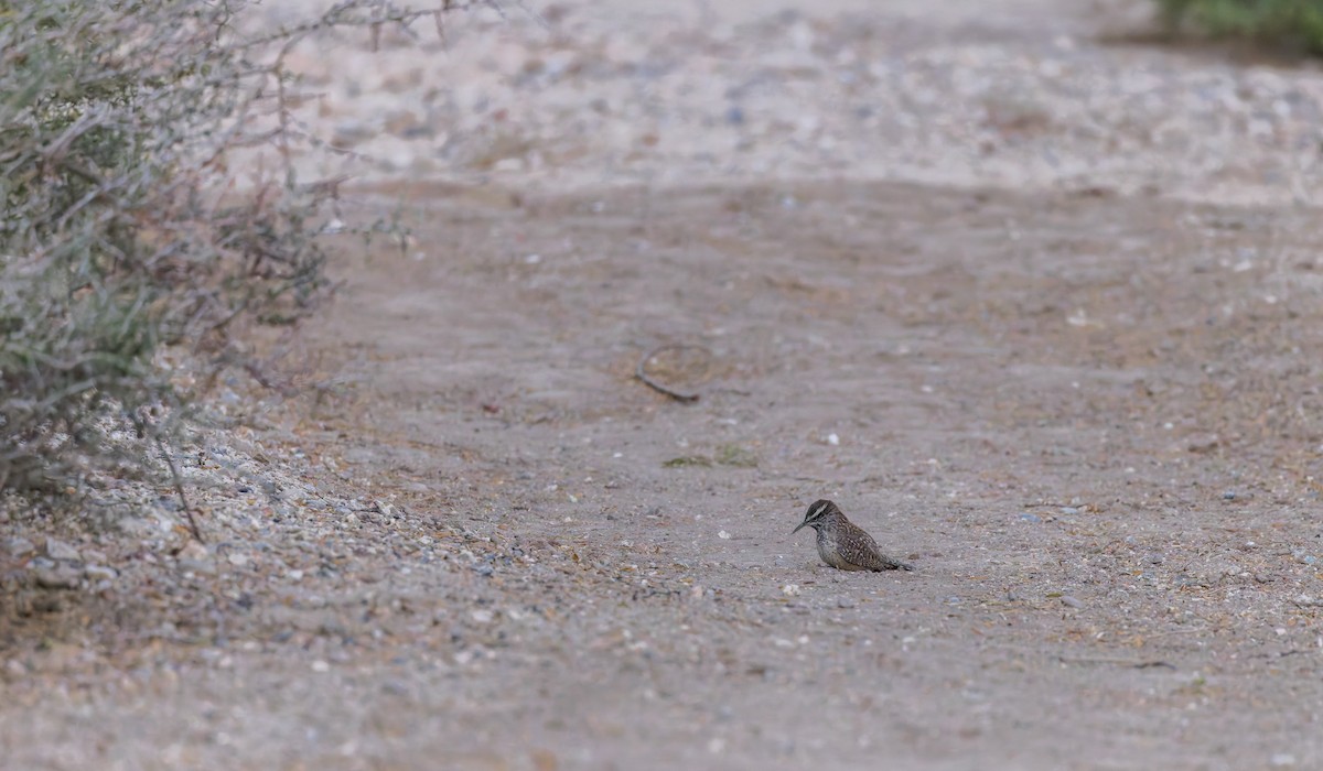 Cactus Wren - ML646723236