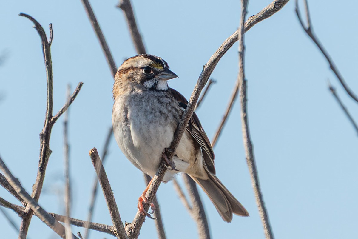 White-throated Sparrow - ML646723239