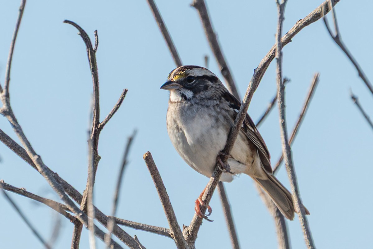 White-throated Sparrow - ML646723240