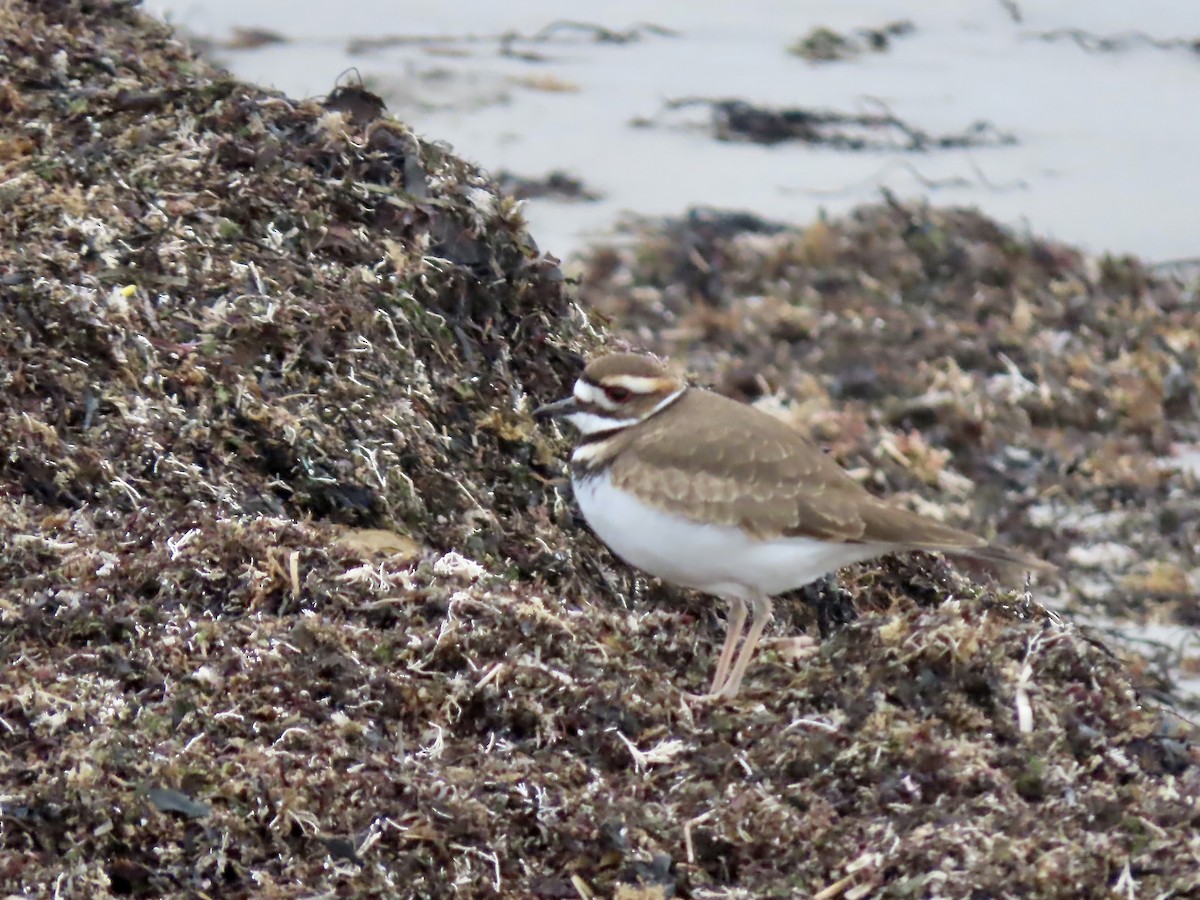 Killdeer - ML646723242