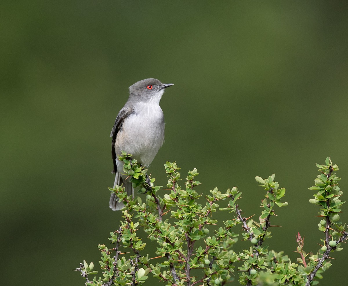 Fire-eyed Diucon - ML646723243