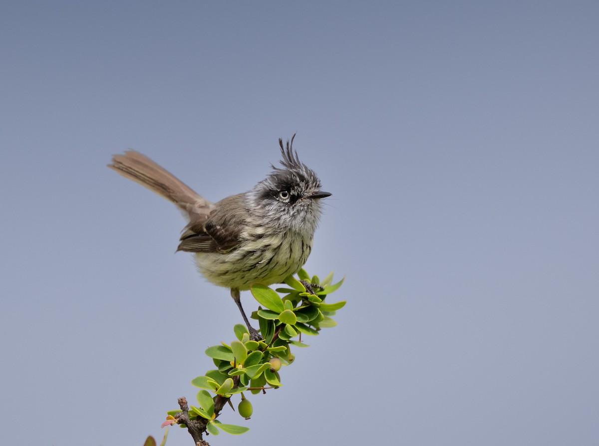 Tufted Tit-Tyrant - ML646723244