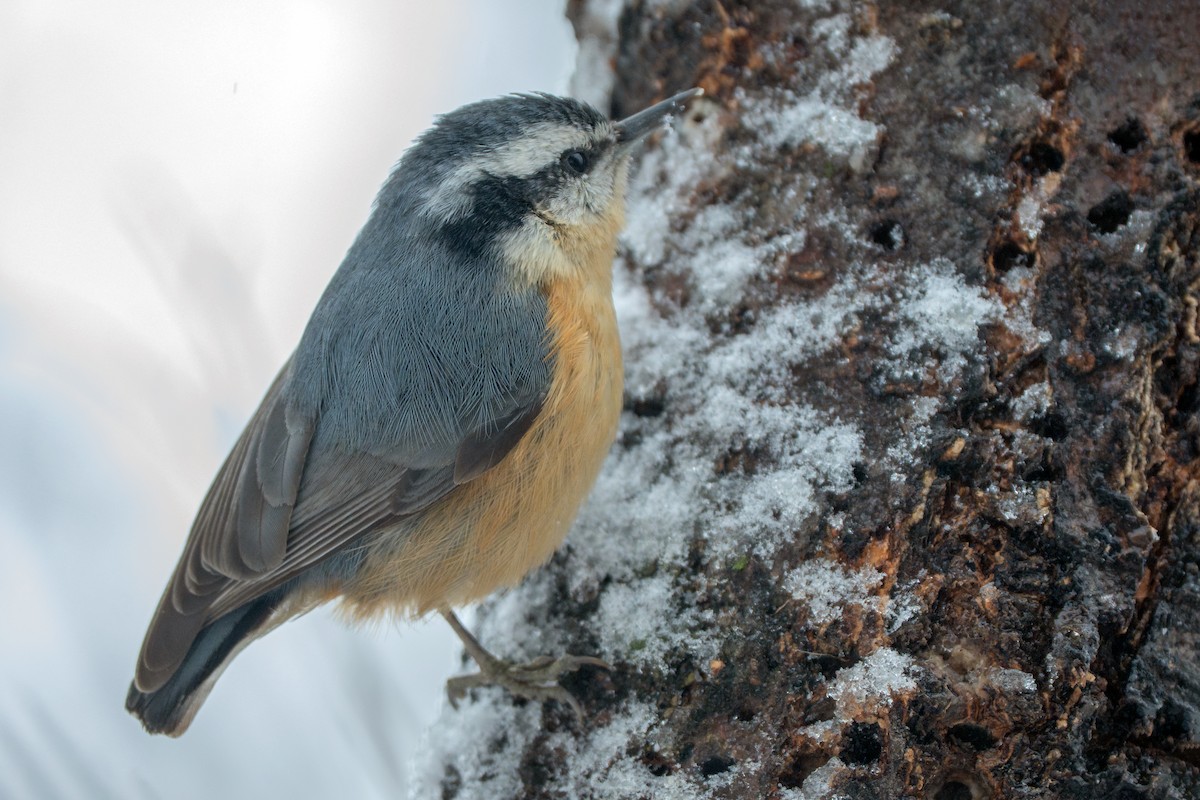 Канадский поползень - ML646723245