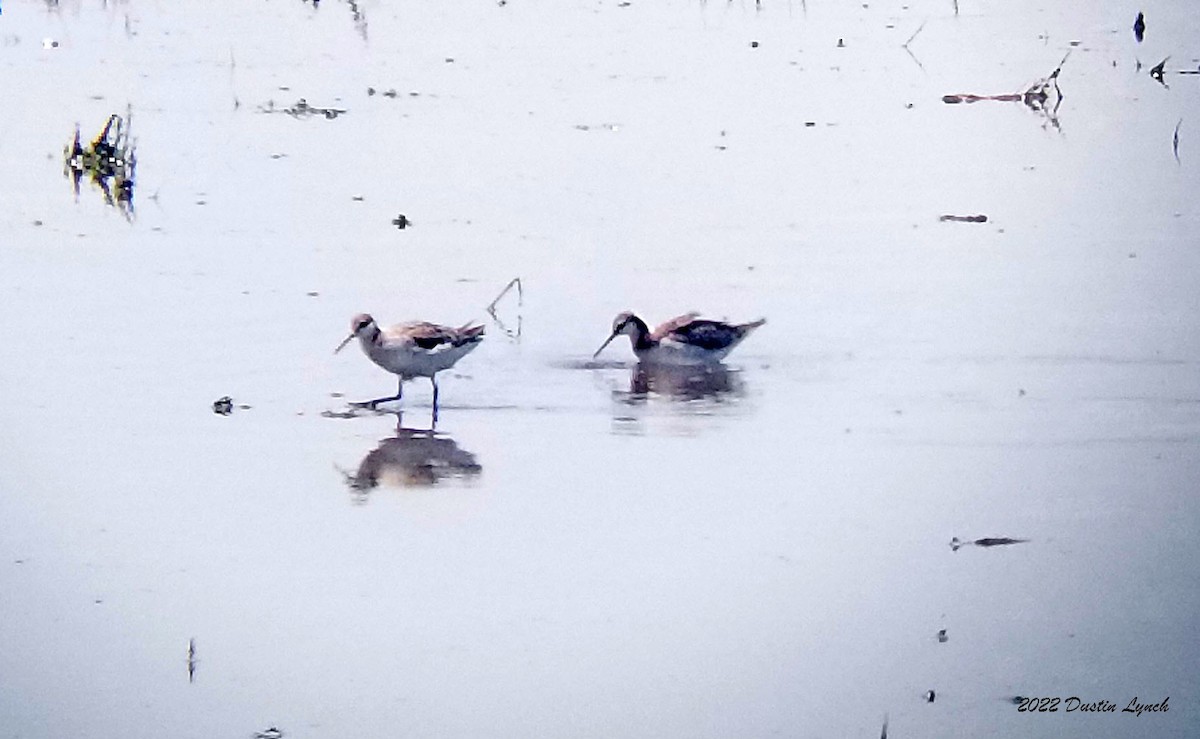 lyskonoh dlouhozobý - ML646723246