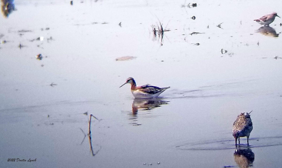 lyskonoh dlouhozobý - ML646723247