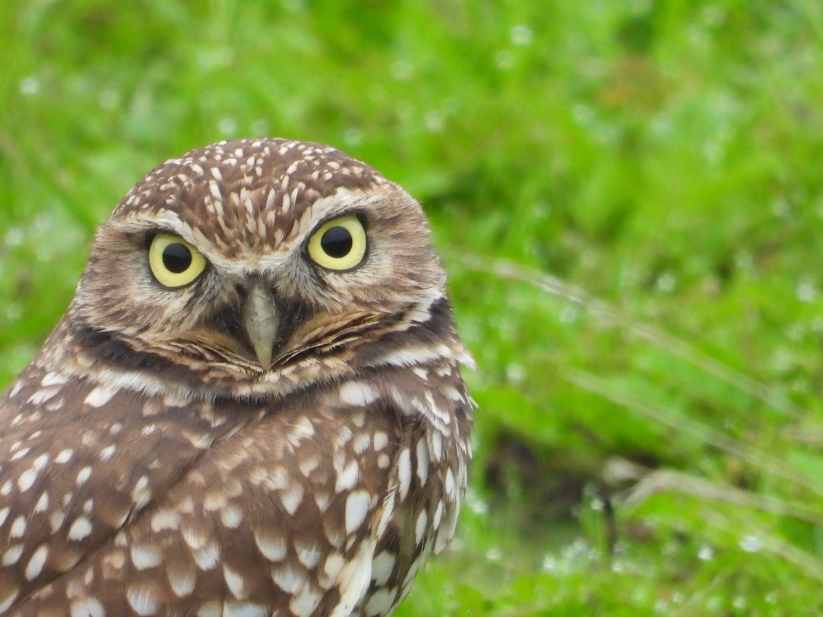 Kaninchenkauz - ML646723248