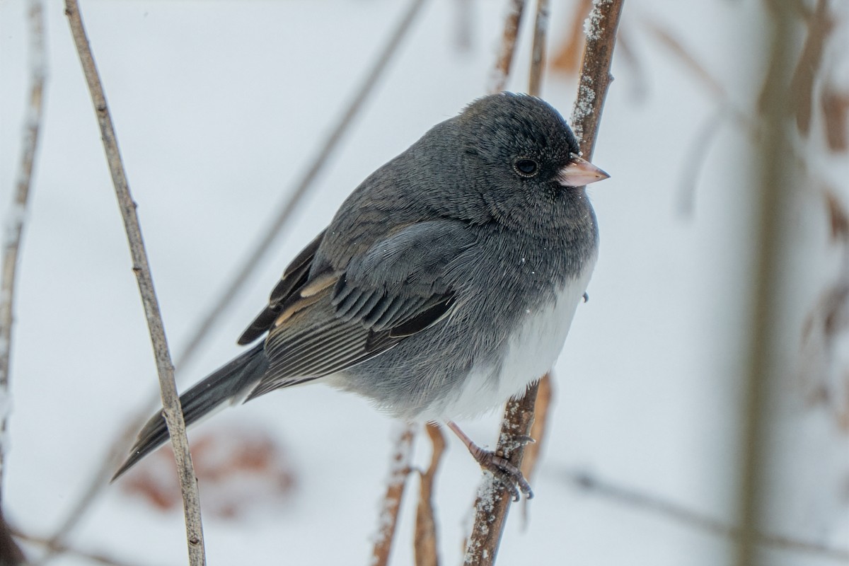 Серый юнко - ML646723250
