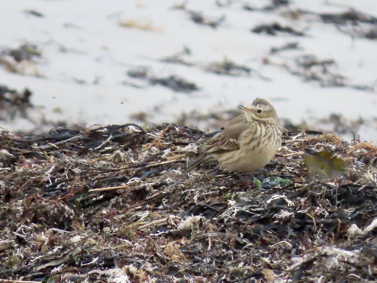 American Pipit - ML646723251