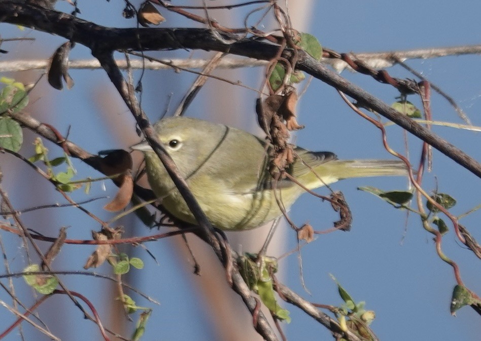 Reinita Coroninaranja - ML646723252