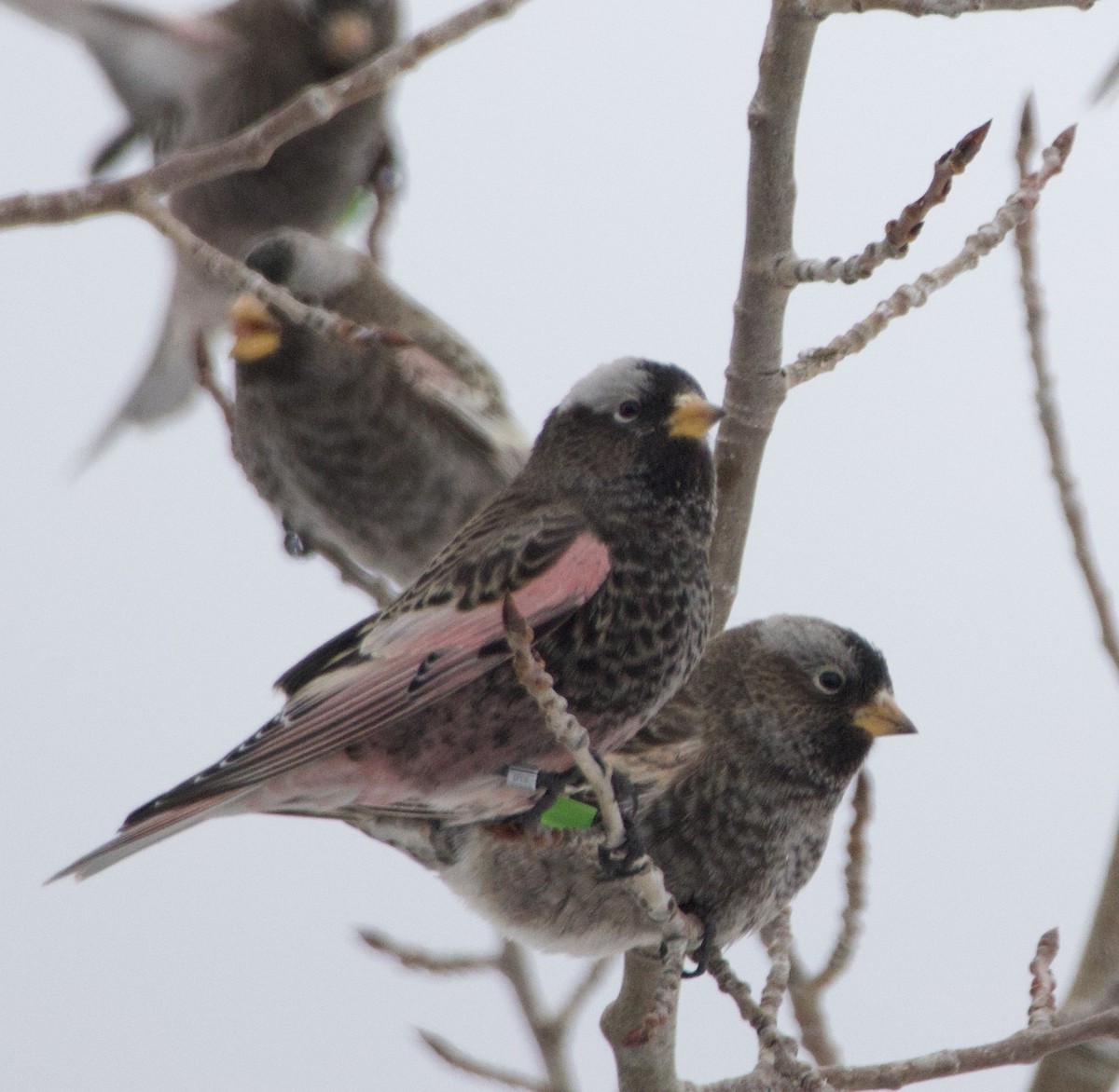 Pinzón Montano Negro - ML646723254