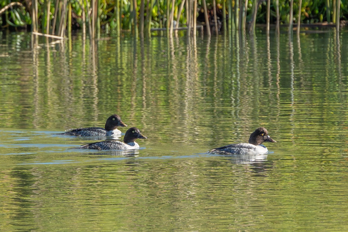 Quattrocchi - ML646723255