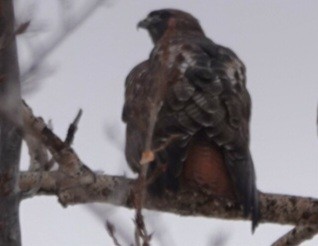 Red-tailed Hawk - ML646723257