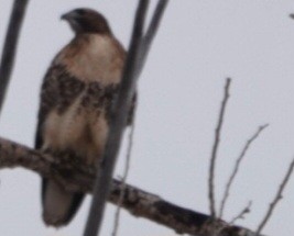 Red-tailed Hawk - ML646723258