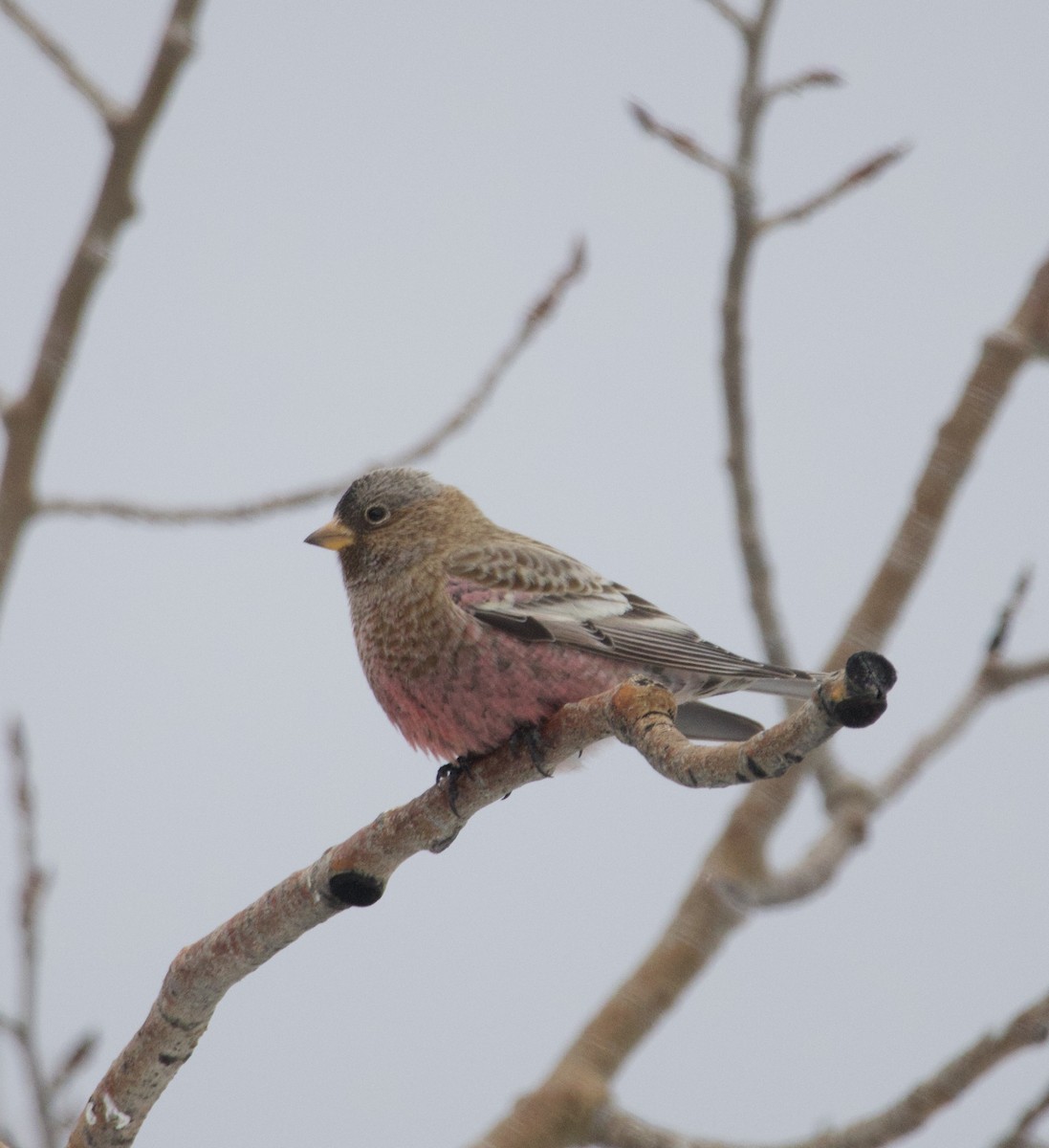 Pinzón Montano Coronipardo - ML646723263