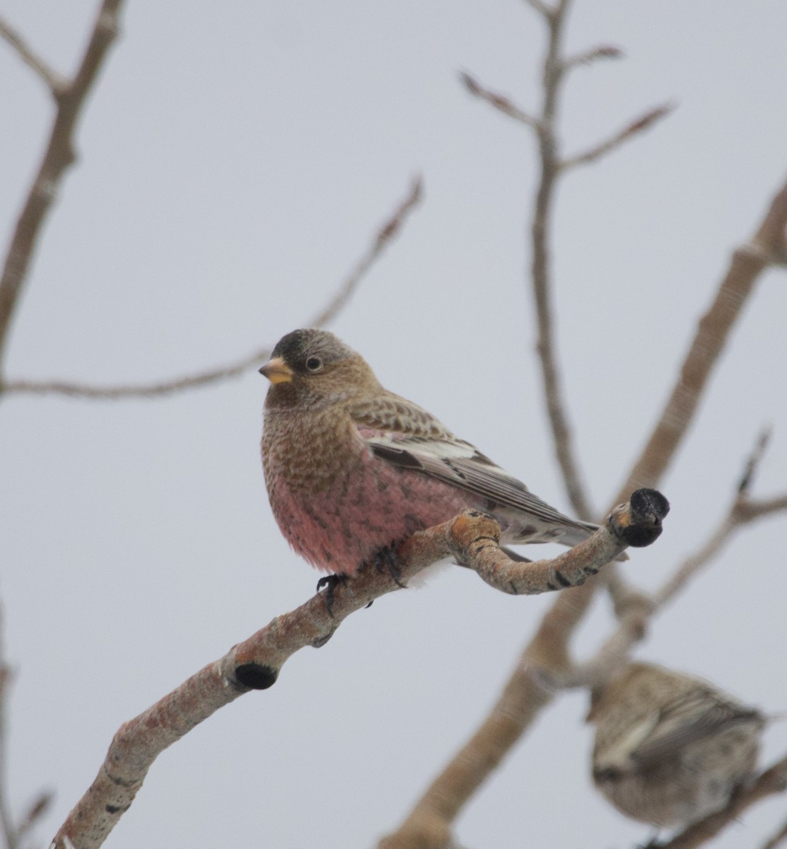 Pinzón Montano Coronipardo - ML646723264