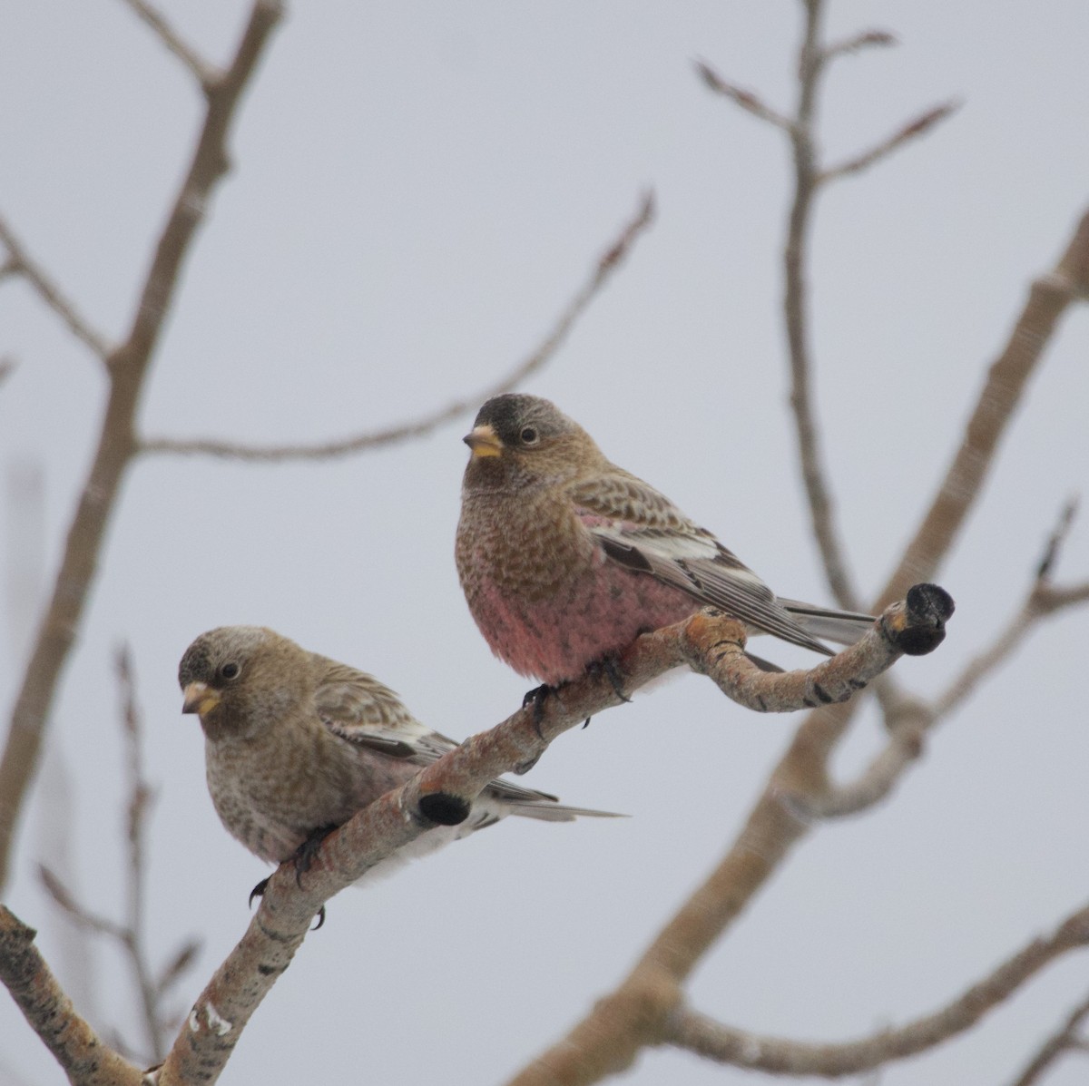 Pinzón Montano Coronipardo - ML646723265