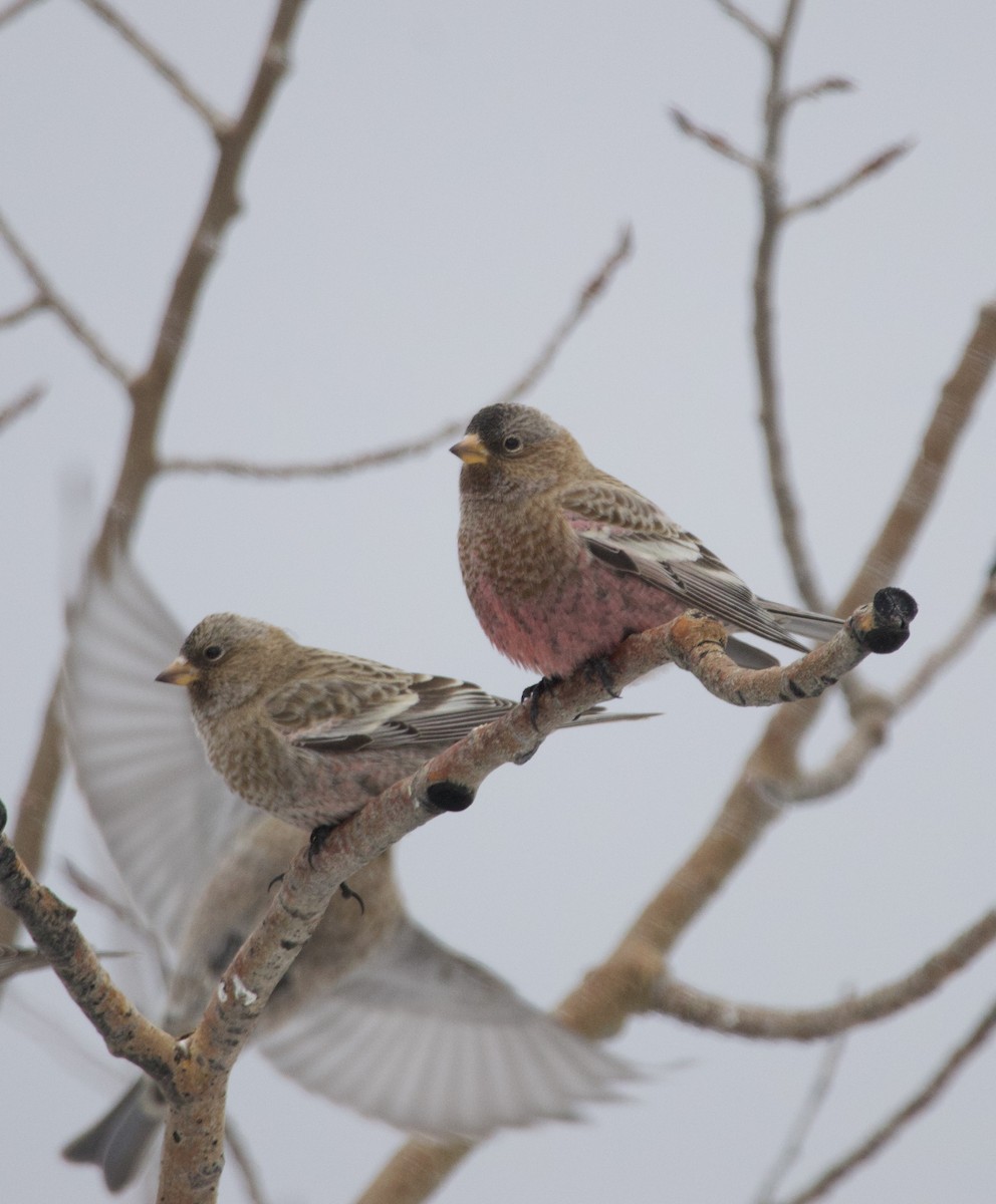 Pinzón Montano Coronipardo - ML646723266