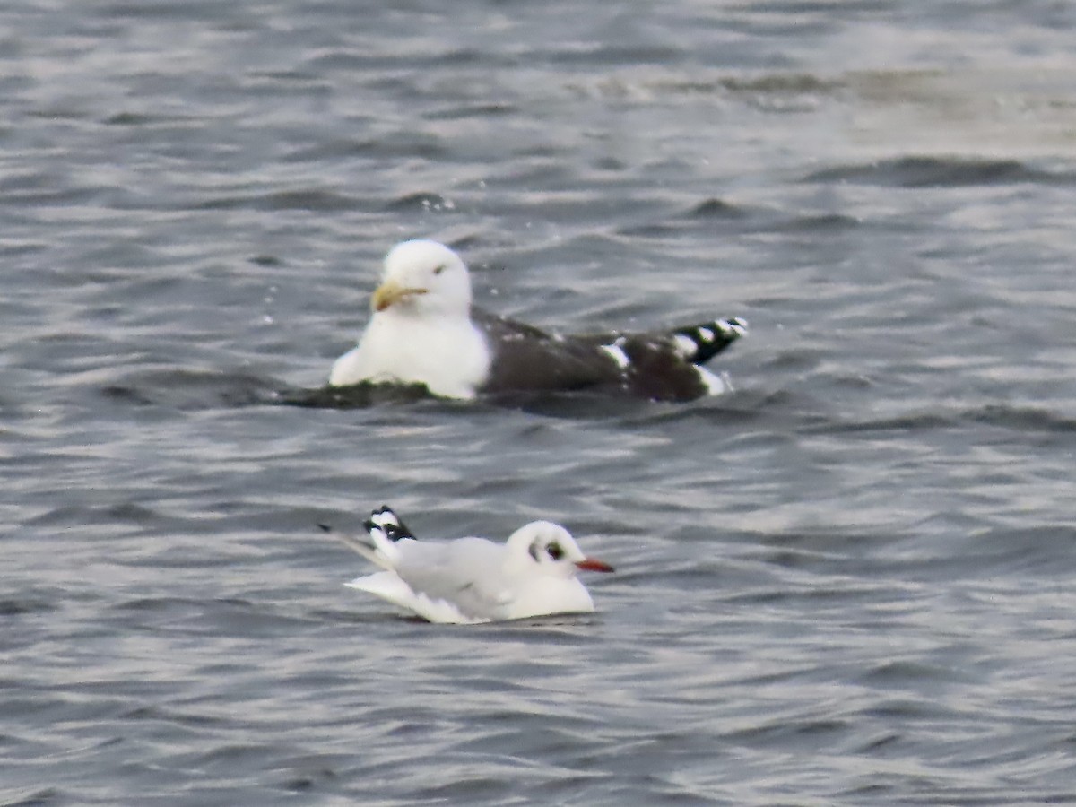 Great Black-backed Gull - ML646723267