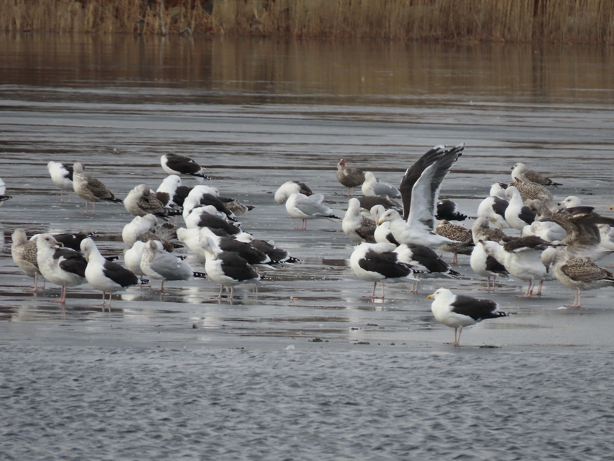 Great Black-backed Gull - ML646723268